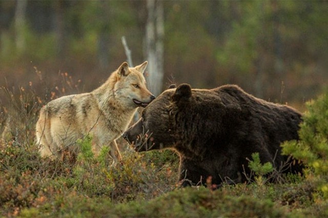 Невероятная дружба волка и медведя