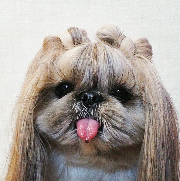 Очаровательная собачка - новая звезда интернета