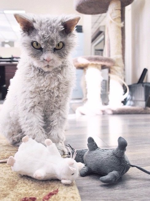 Суровые кошки