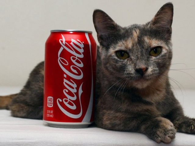 Самый крохотный кот в мире