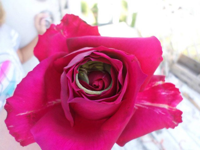 Купил цветок и поседел. Ящерица уснула в розе