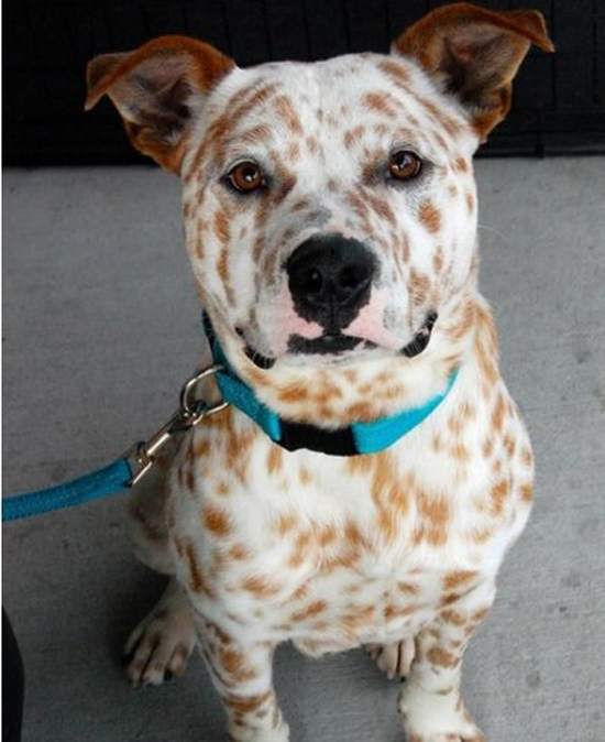 Собачки с неожиданным окрасом