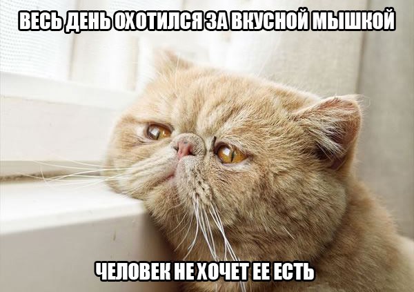 Проблемы котов