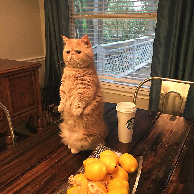 Кот Джордж думает, что он человек