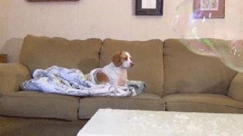Собака и мыльный пузырь. Невероятные эмоции