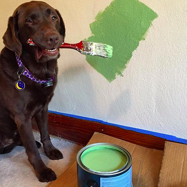 Собаки по дому помогаки