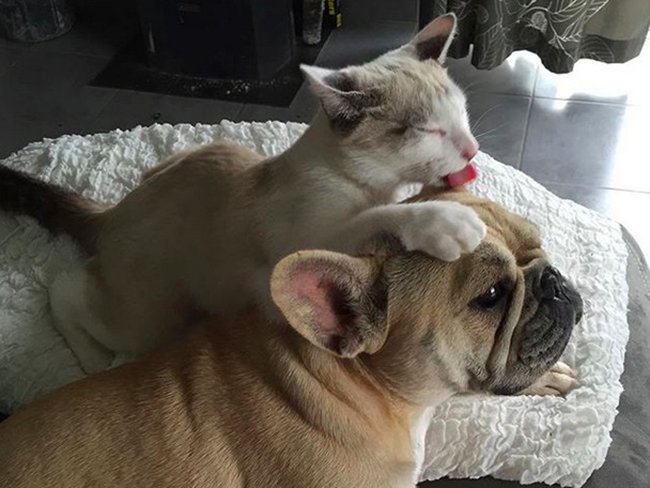 Это любовь! Нежные фото собак и котов