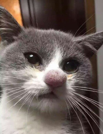 Когда укусила оса