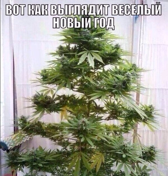 Анекдот заяц и конопля выращивание марихуаны на украине