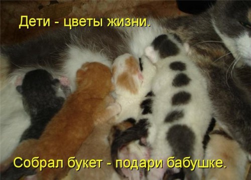 Веселые котоматрицы