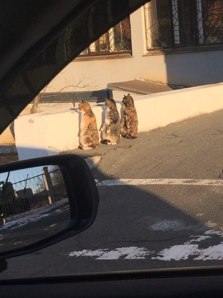 Стражи порядка