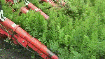 Как собирают морковь