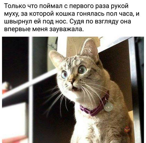 Момент, когда кот зауважал хозяина