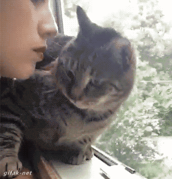Кот ненавидит поцелуи