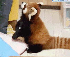 Красная панда - самое милое животное