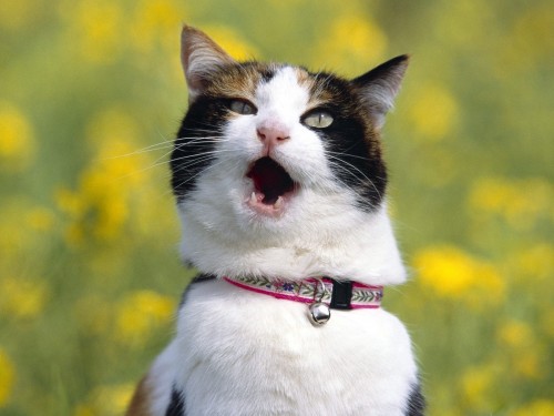 Да не пил я, не пил!