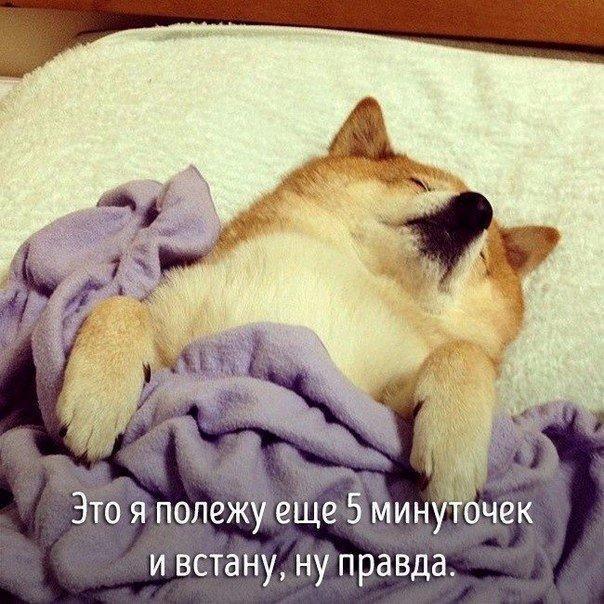 Смешная реакция животных