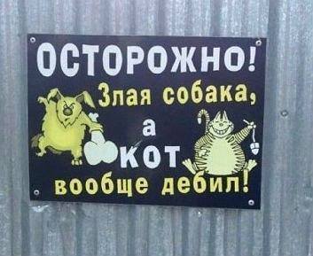 Осторожно, кот - дебил!