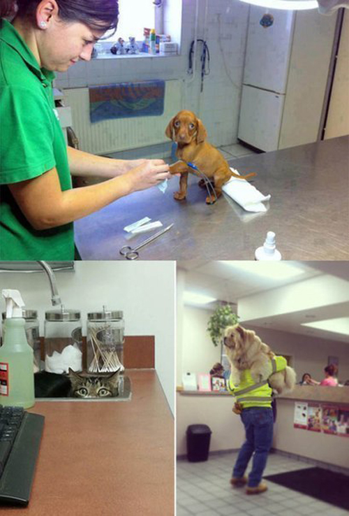 Няшки на приёме у ветеринара
