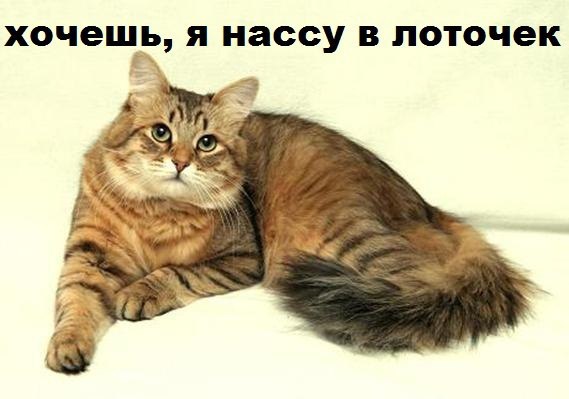 Зимфера "Хочешь?" кошачий вариант