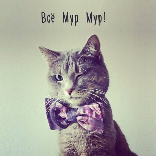 Жизнь мур! мур!