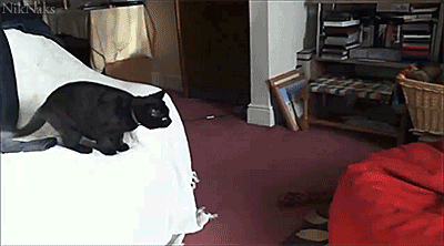 Неуклюжие котята