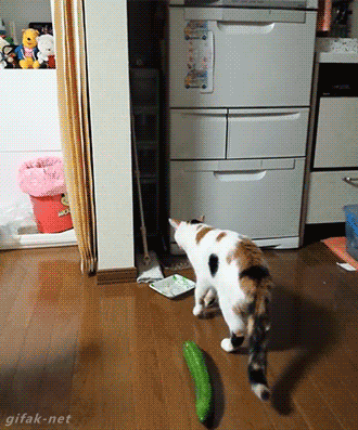 Неуклюжие котята