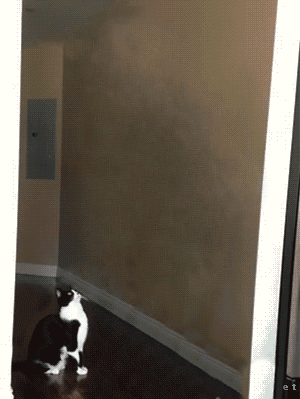 Прикол с коте, который хочет на ручки
