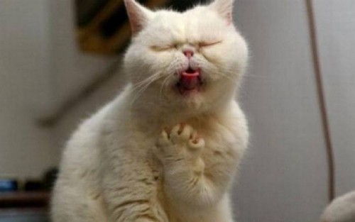 Котэ в истерике