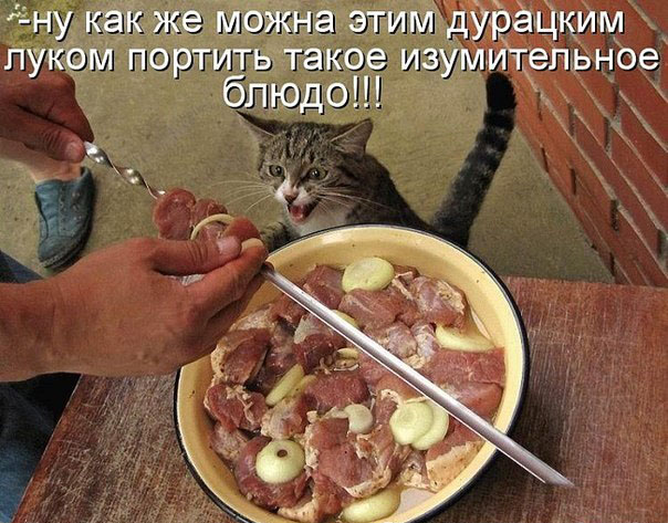 ТОП лучших котоматриц