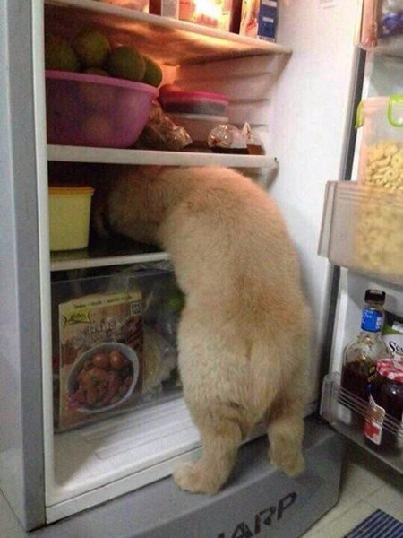 Когда холодильник - единственное спасение от жары