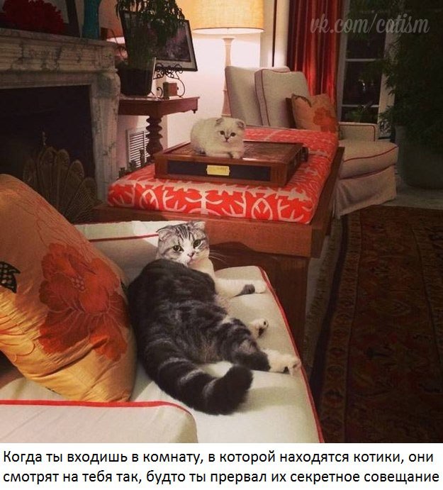 Владельцам 2 котов посвящается