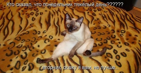 ТОП лучших котоматриц