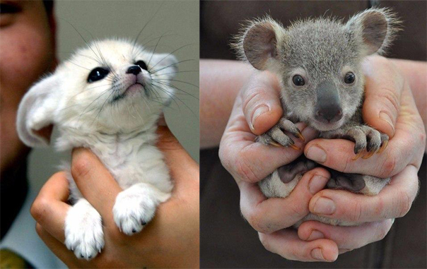 Счастье в ладошке