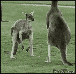 Неудовлетворенный кенгуру (gif)