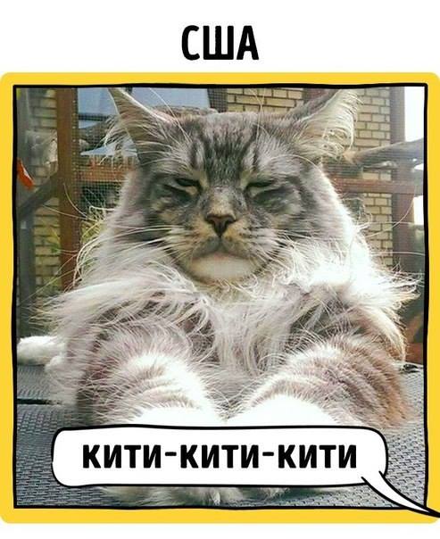Как подозвать к себе котика в разных странах