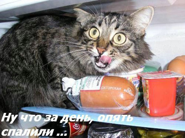 ТОП лучших котоматриц