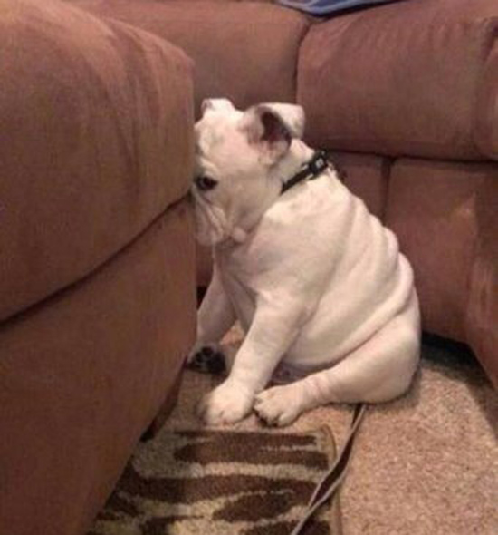 Виноватые собачки