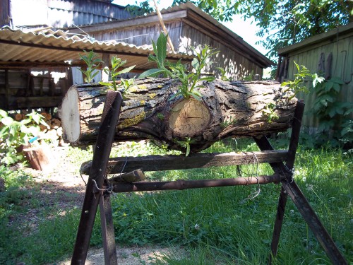 пилили-пилили, а жизнь продолжается !!!!