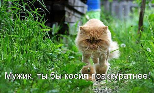 Прикольные котоматрицы