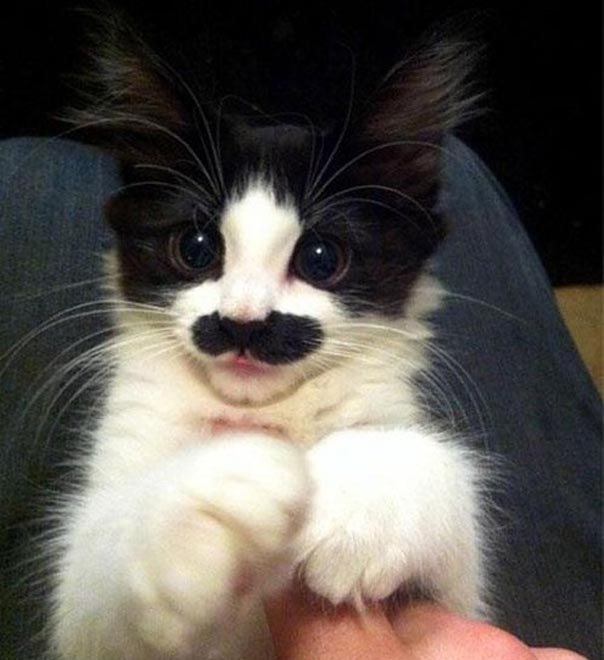 Милые усатики