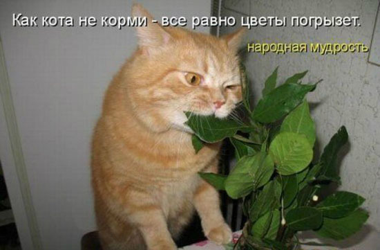 ТОП лучших котоматриц