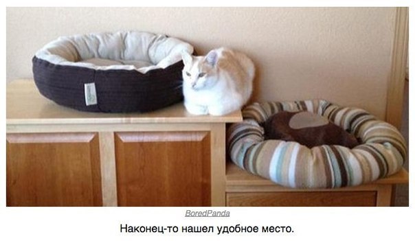 Логика, понятная только котам