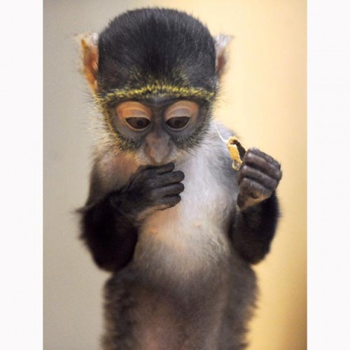 Сайкс обезьянко