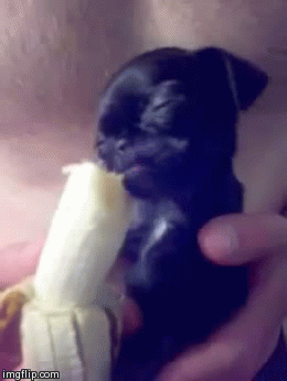 Собачка и банан