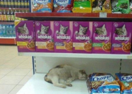 Юмор в каждом фото