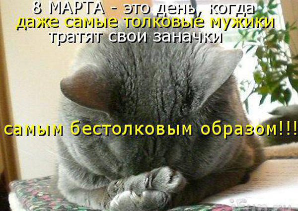 ТОП лучших котоматриц на 9 Марта