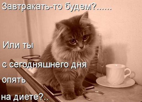 Классные котоматрицы