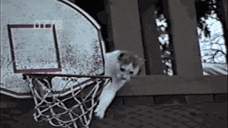 Котик-баскетболист