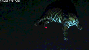 Тигр и лазер